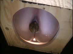 Busty blonde sits on a chair and shits in its hole